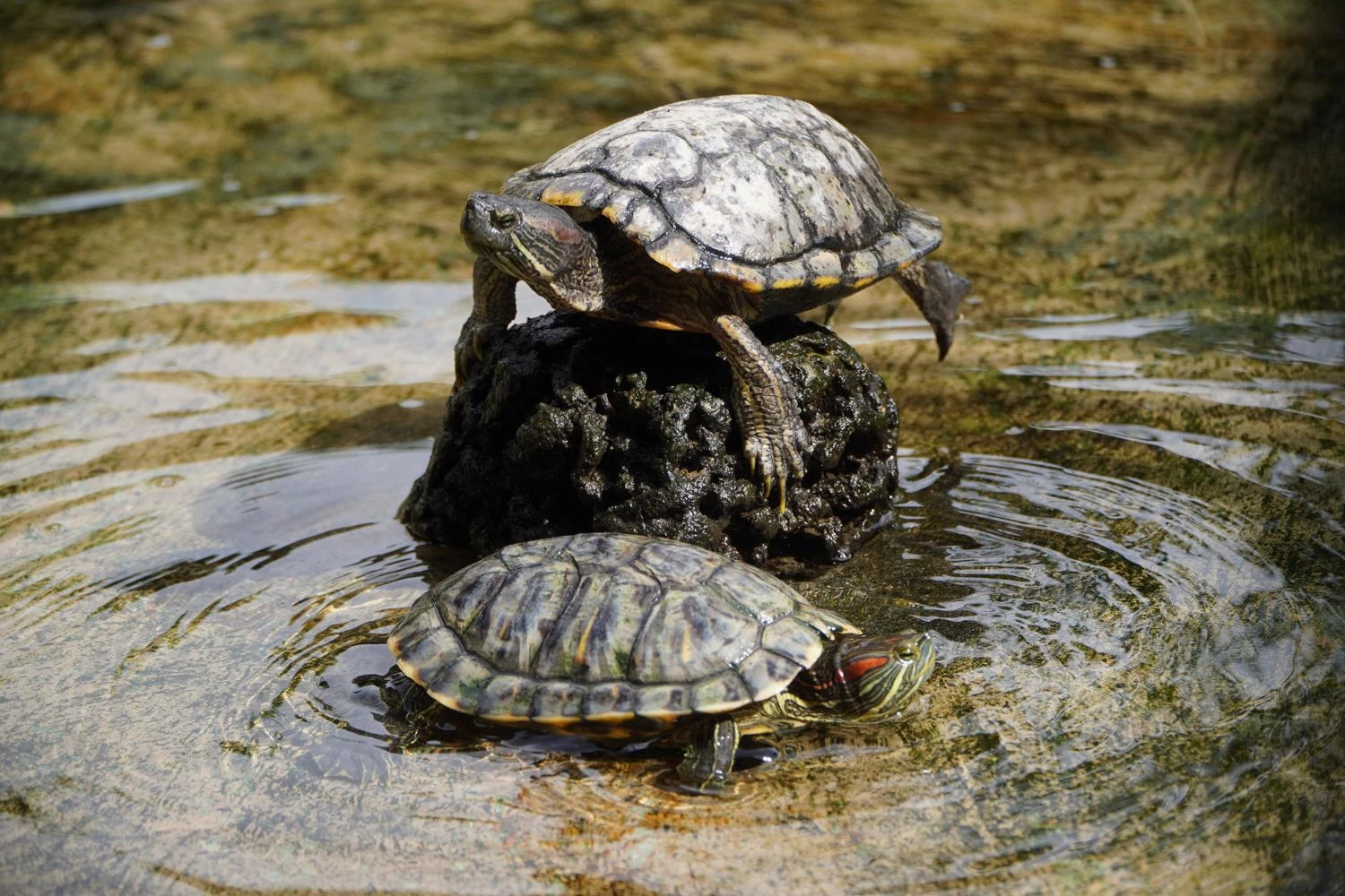 Turtle Conservation Serangan